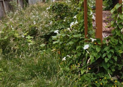 Full-Service Landscape Maintenance