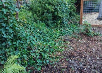 Competitive Landscaping Maintenance in Everett, WA