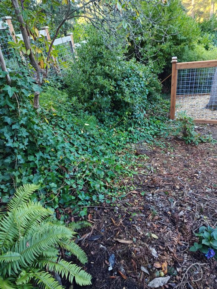 Competitive Landscaping Maintenance in Everett, WA 98201